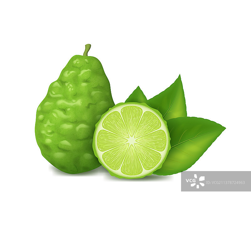 3D拟真细节：完整绿色卡菲尔酸橙图片素材