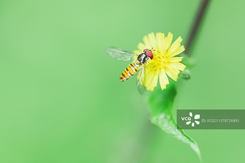 果蝇 fruit fly图片素材