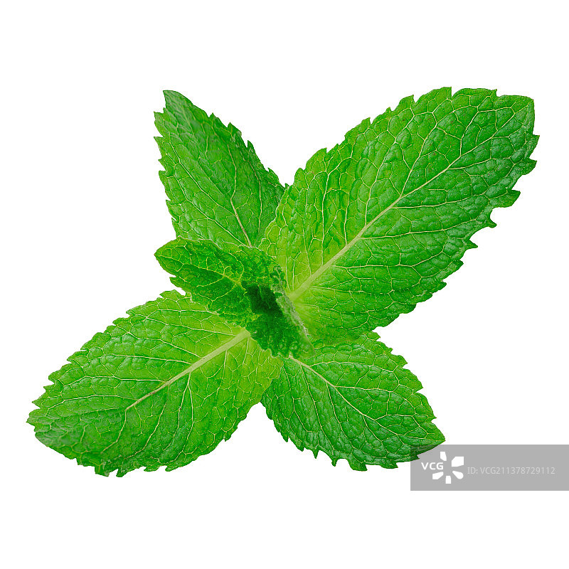 美食用装饰食材：十香菜(薄荷叶)图片素材