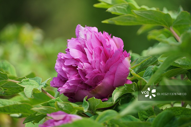 牡丹花开——景山公园图片素材