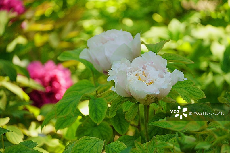 牡丹花开——景山公园图片素材