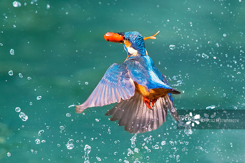 翠鸟----猎获大物凯旋飞图片素材