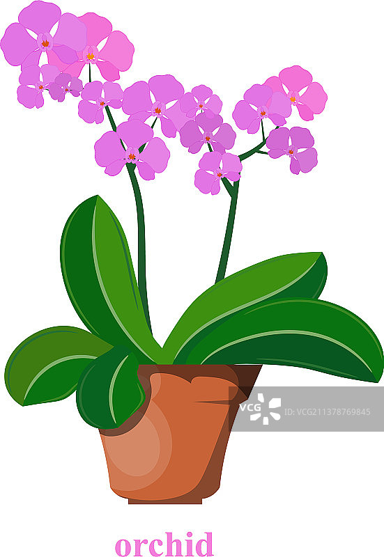 花盆里的彩色兰花照片图片素材