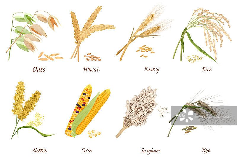 谷物茎秆扁平剪贴画图片素材