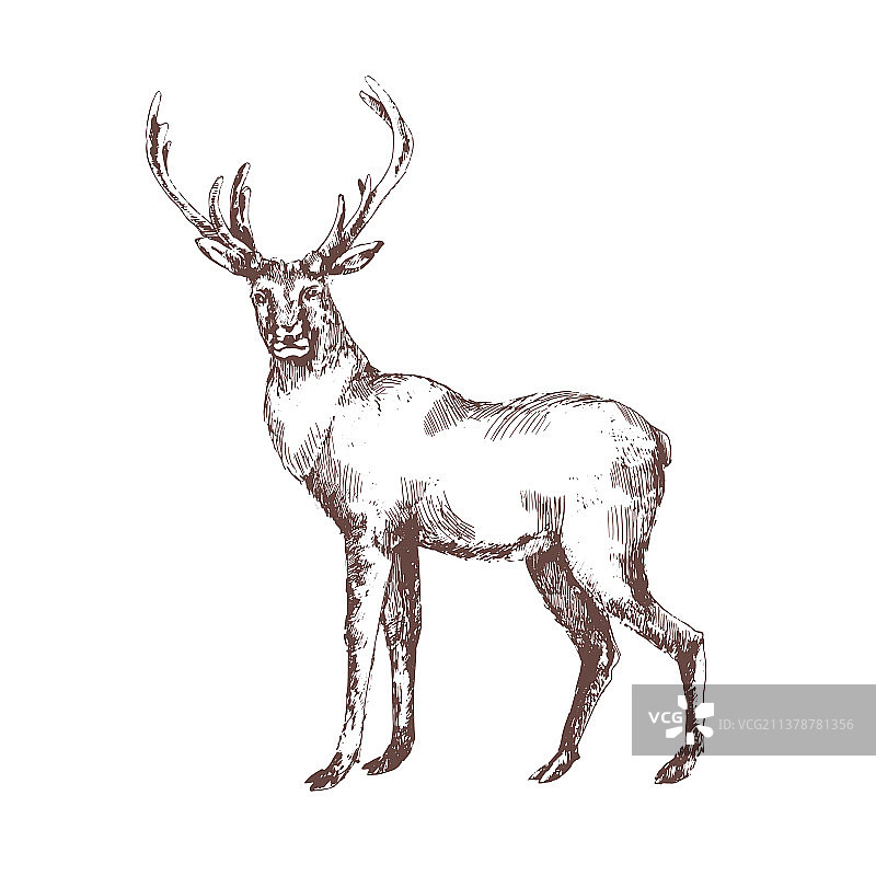 白色背景上手绘红色轮廓鹿图片素材