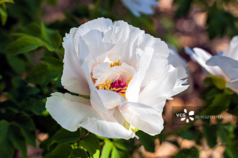 白牡丹图片素材