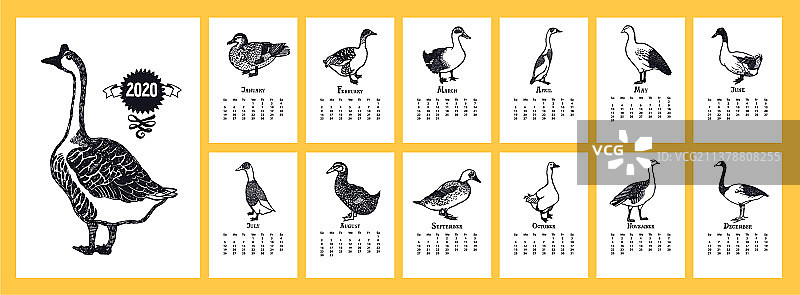 2020年日历鸭和鹅图片素材