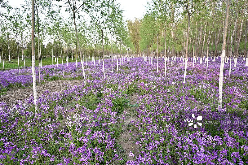 北京四月份，二月兰进入盛开期图片素材
