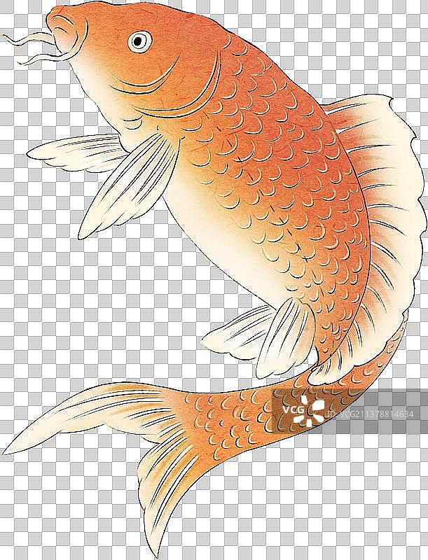 鲤鱼跳龙门跳跃的锦鲤图片素材