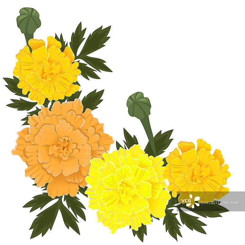 黄色和橙色万寿菊图片素材