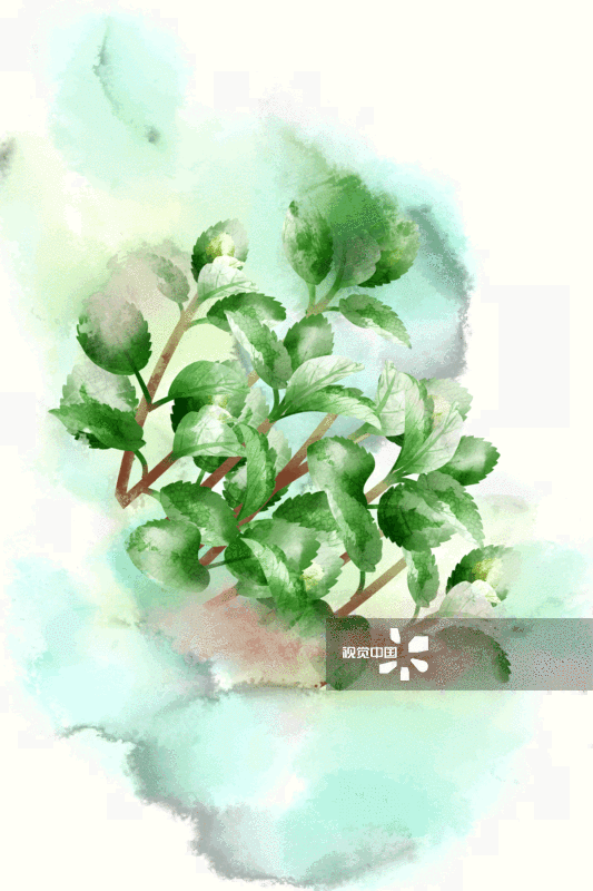中国风薄荷叶插画-GIF动图图片素材