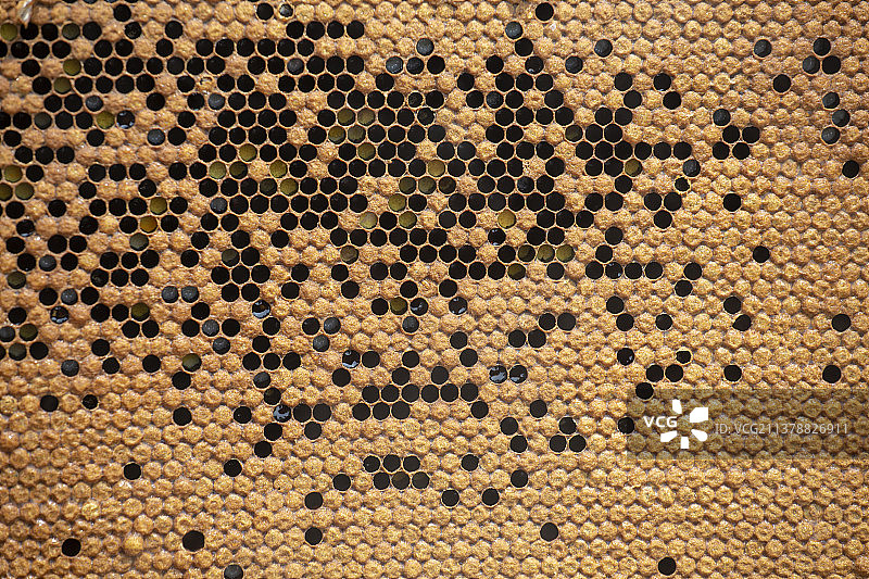 蜂箱养蜂蜜蜂蜂巢蜂窝图片素材