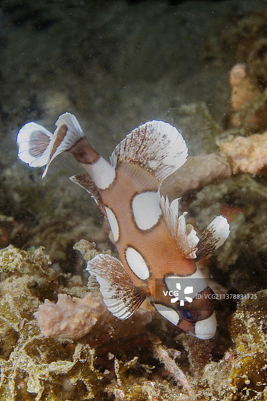 幼年多斑石鲈图片素材