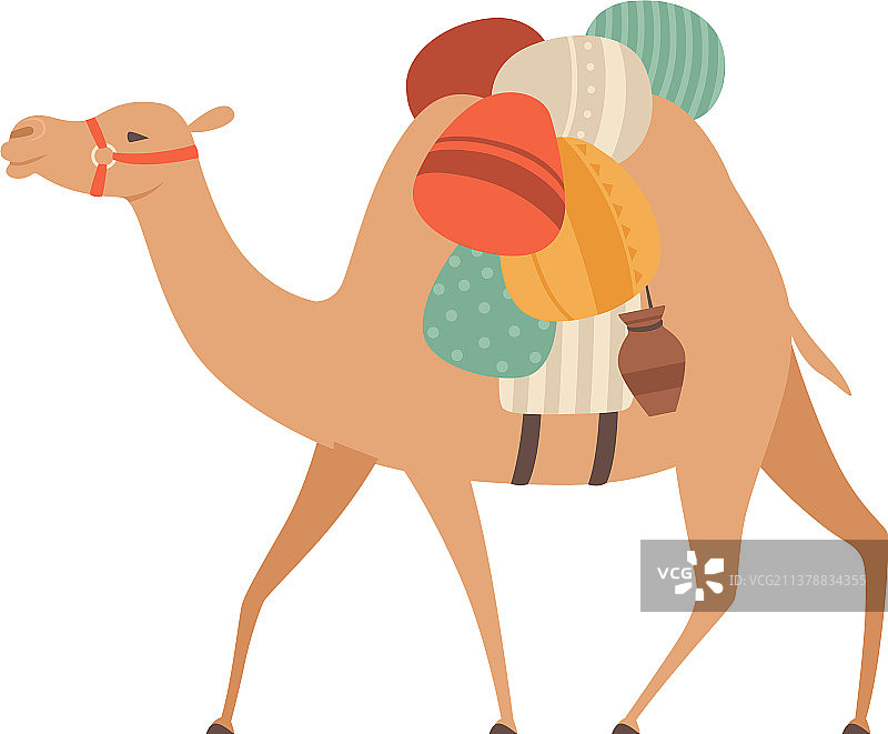 带笼头和鞍座的沙漠骆驼图片素材