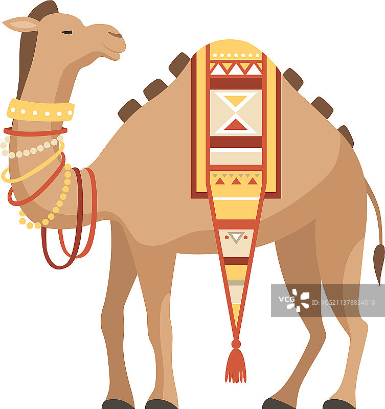 带装饰鞍座的单峰骆驼图片素材