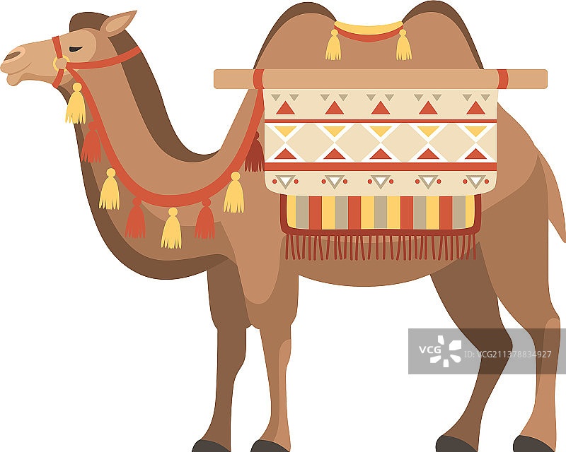 带笼头双峰沙漠骆驼图片素材