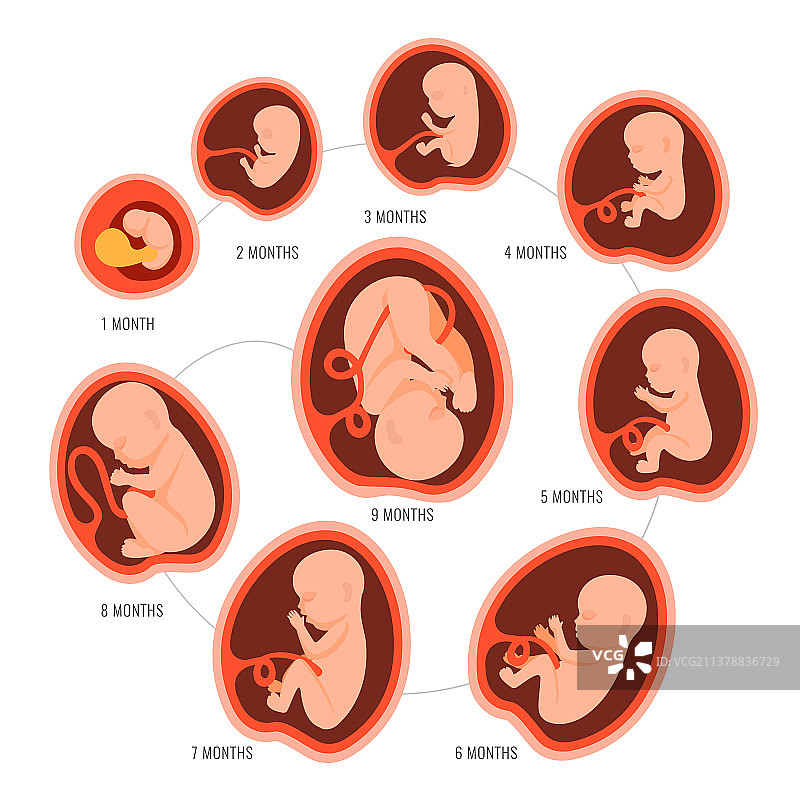 妊娠期胎儿发育图片素材