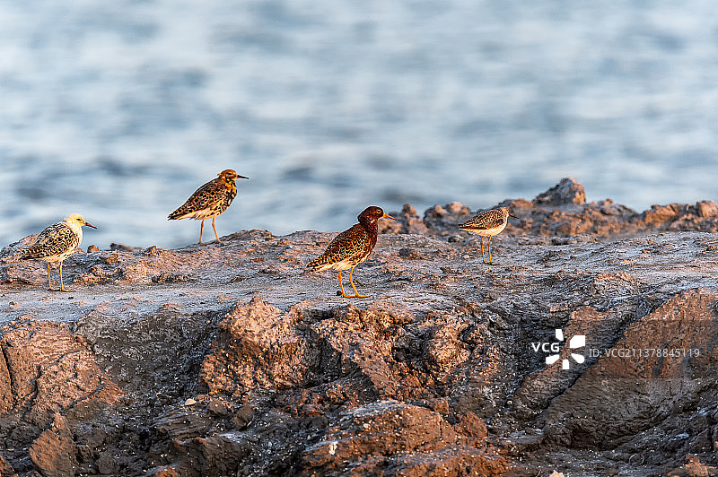 栖息在岸上的流苏鹬图片素材