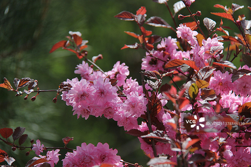 紫叶碧桃图片素材