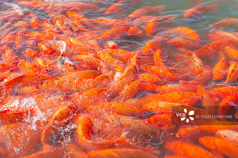 中国野生动物野外动物拍摄主题，公园琥珀中一群红色的鲤鱼，户外白昼无人图像摄影图片素材