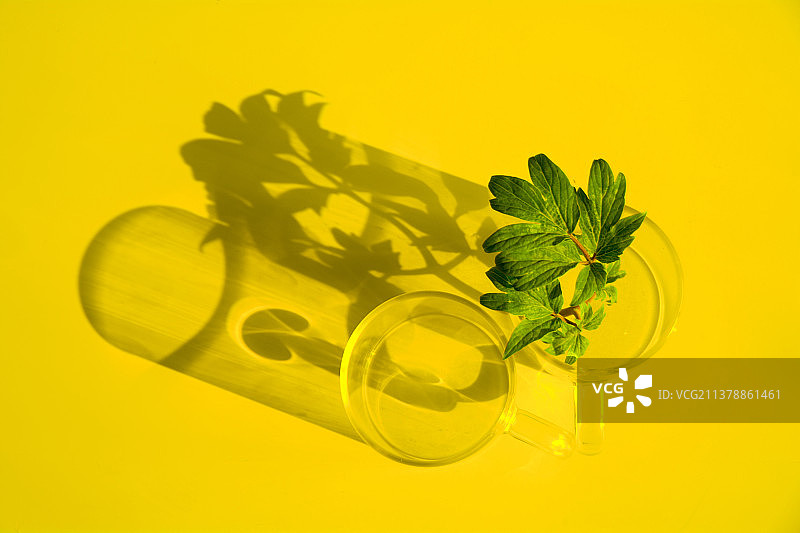 明黄绿叶图片素材