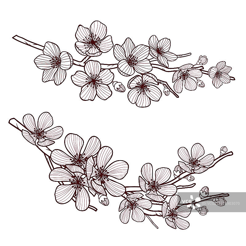 美丽樱花组合图片素材