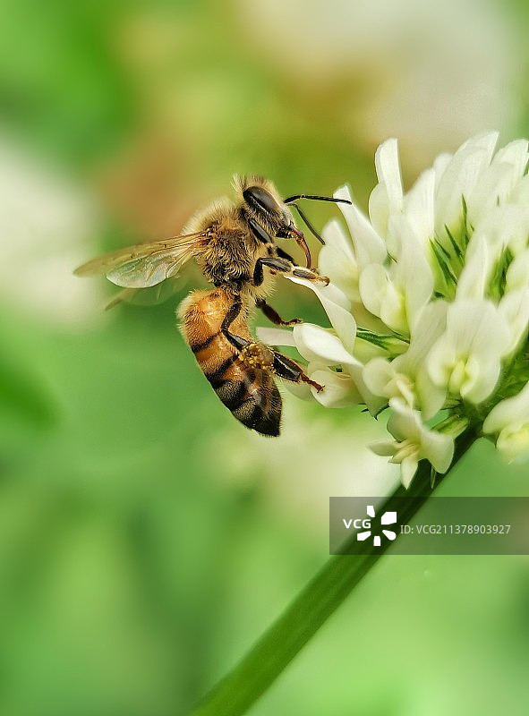 小蜜蜂图片素材