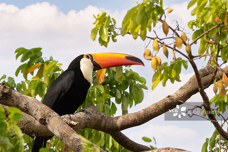 巴西巨嘴鸟，栖息在树枝上的低角度观赏图图片素材
