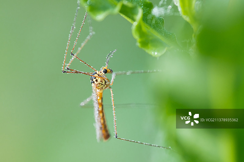沾满露珠的野生大蚊crane fly图片素材