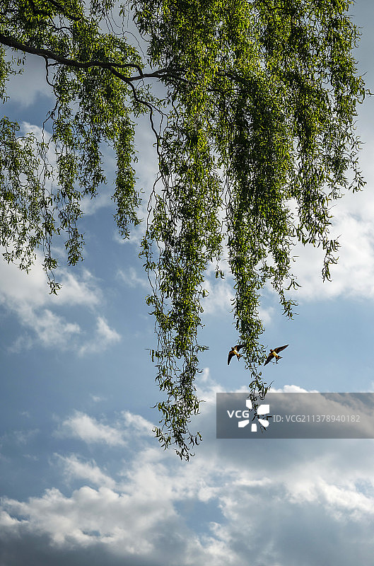 阳春三月柳絮燕图片素材