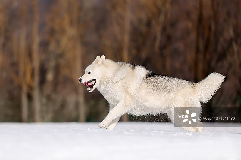 雪地中的哈士奇犬图片素材