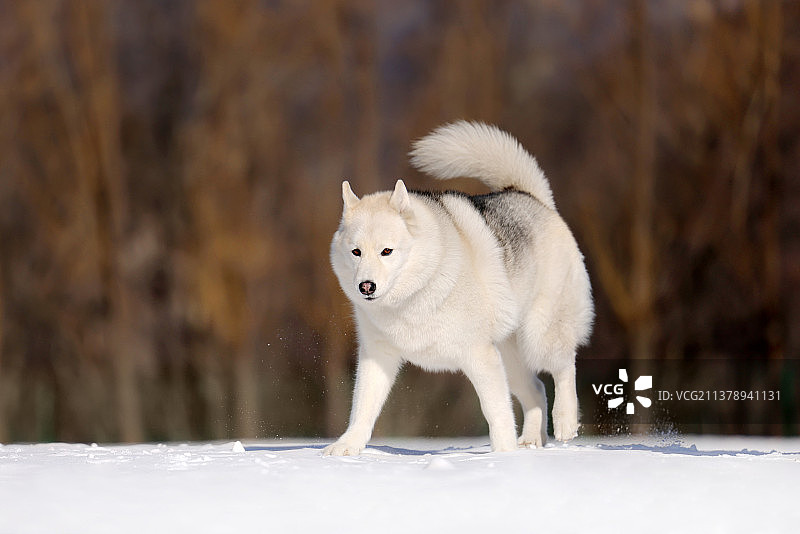 雪地中的哈士奇犬图片素材