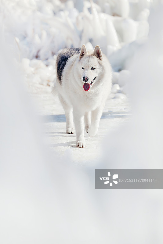 雪地中的哈士奇犬图片素材