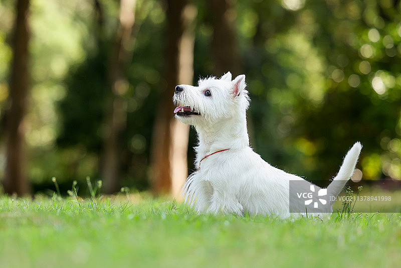 可爱的西高地白梗图片素材