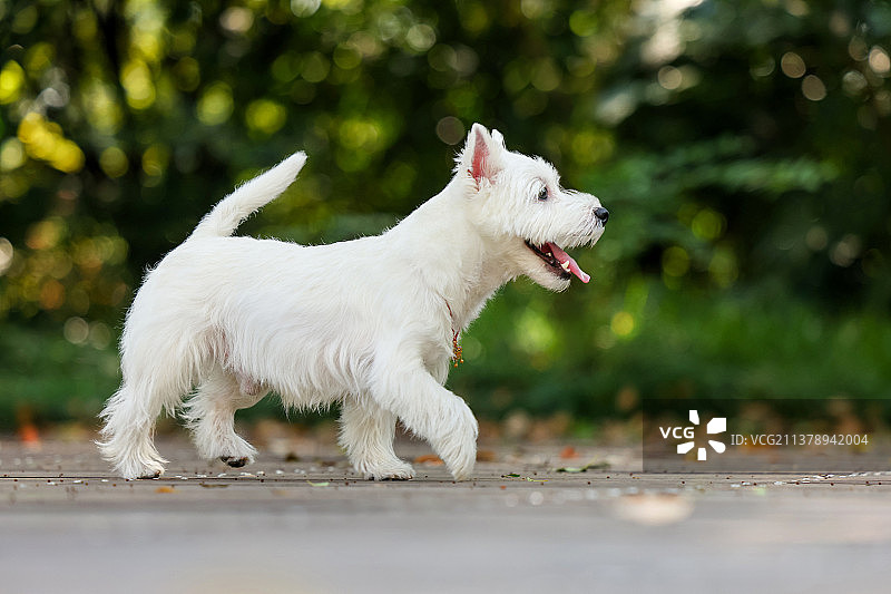 可爱的西高地白梗图片素材