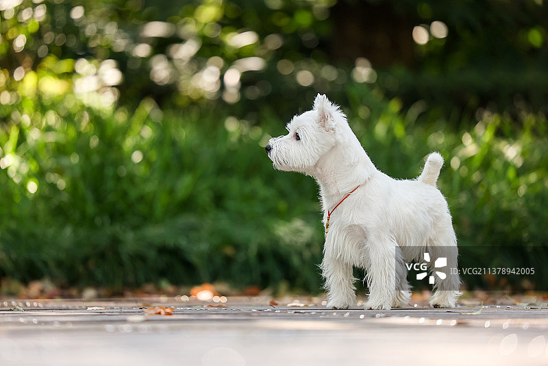 可爱的西高地白梗图片素材