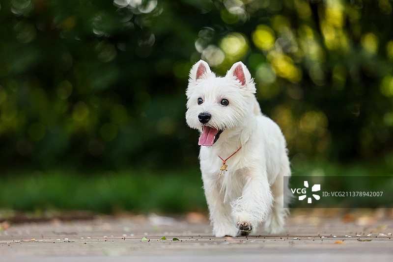 可爱的西高地白梗图片素材