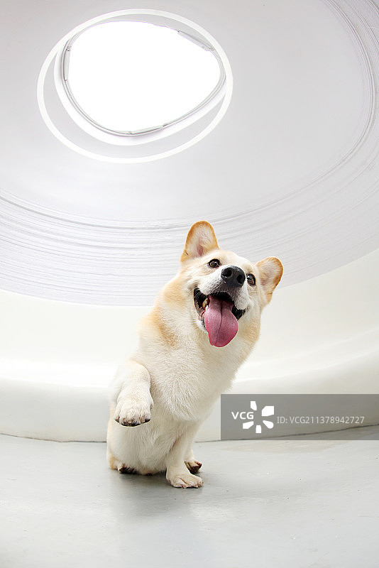 可爱的柯基犬图片素材