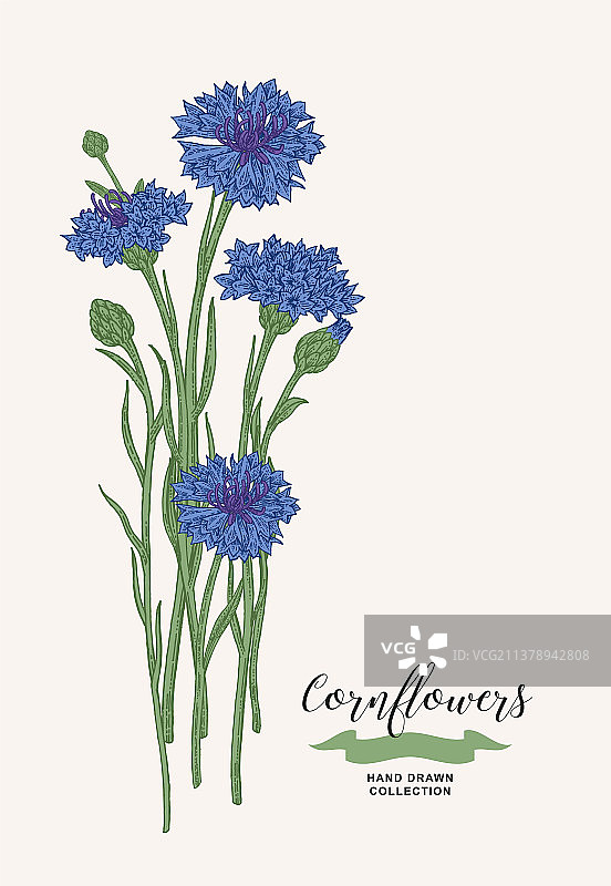 矢车菊野花花束套装，乡村风格图片素材