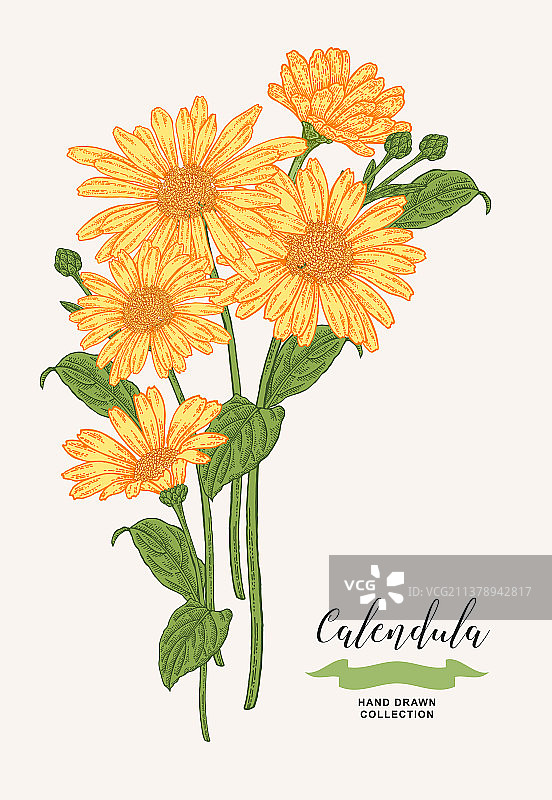 金盏花和叶子药用植物套装图片素材