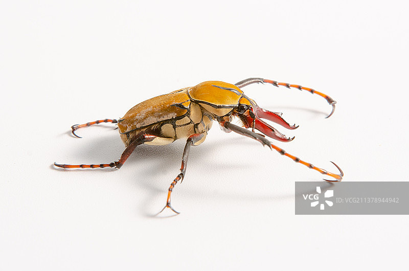 鹿角花金龟图片素材