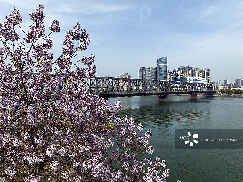 航拍襄阳古城春天泡桐花绽放城市自然风光图片素材