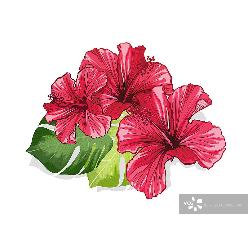 夏威夷芙蓉红色香花图片素材