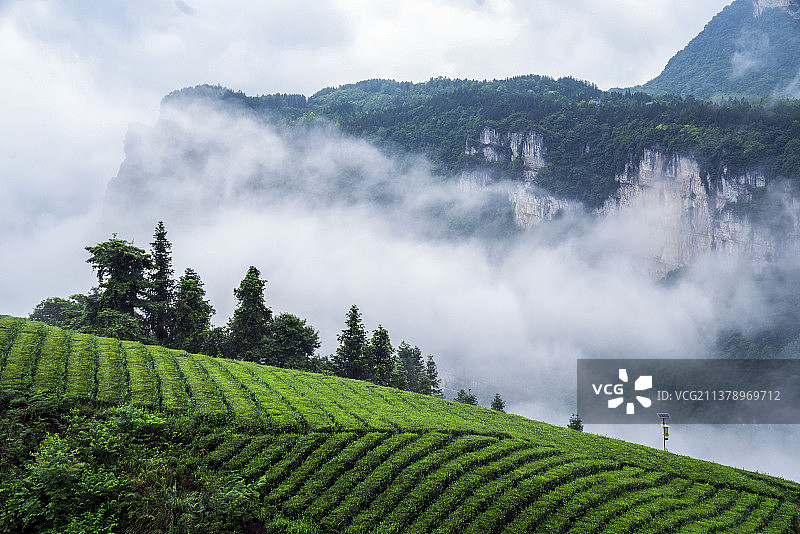 世界硒都湖北恩施玉露之乡恩施芭蕉乡灯笼坝茶叶基地图片素材