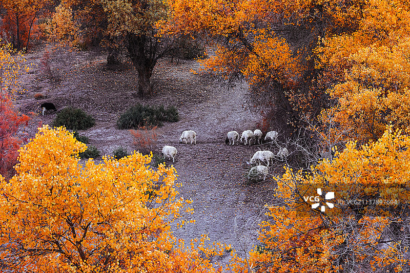 新疆巴楚红海湾胡杨林图片素材