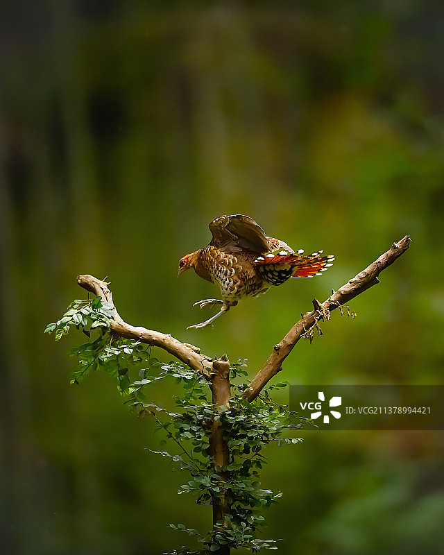 白颈长尾雉（雌鸟）腾跃美姿图片素材