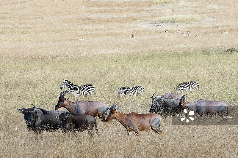 角马、斑马和狷羚图片素材