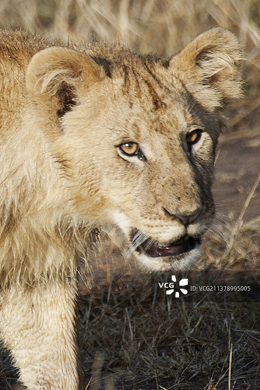 年轻非洲狮的特写图片素材