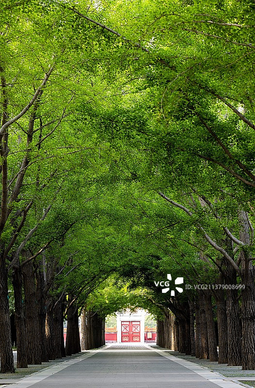 银杏大道的春天图片素材