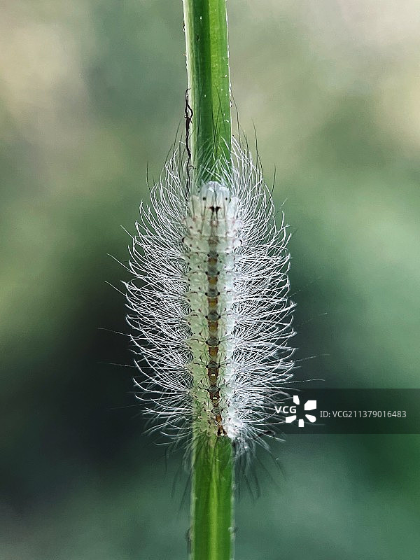 晨光熹微~毛毛虫图片素材